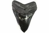 Fossil Megalodon Tooth - Polished With Pyrite Inlay #86897-1